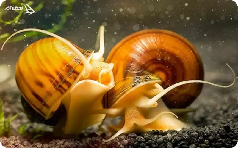 حلزون آب های شیرین