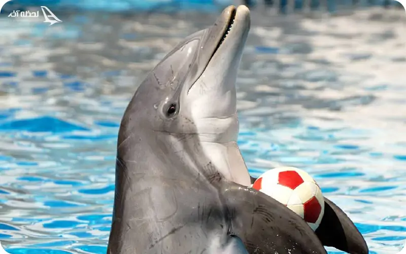 پارک دلفین های کیش؛ بازی دلفین ها با کودکان