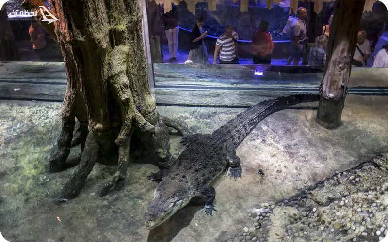 دبی مال آکواریوم کروکودیل