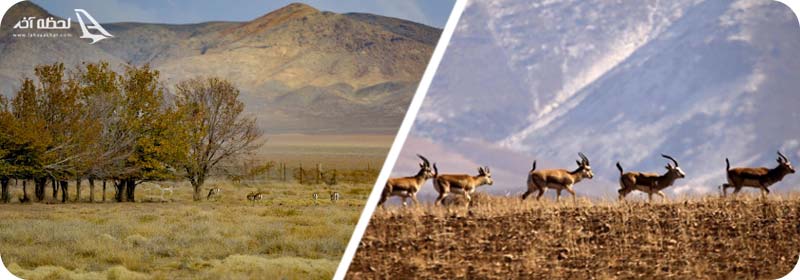 حیات وحش موته