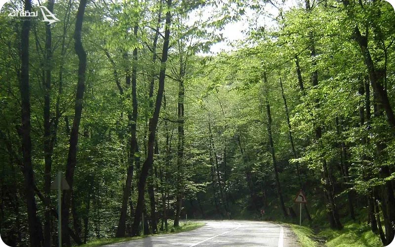 تفریحات جنگل گیسوم گیلان تفریحات جنگل گیسوم گیلان