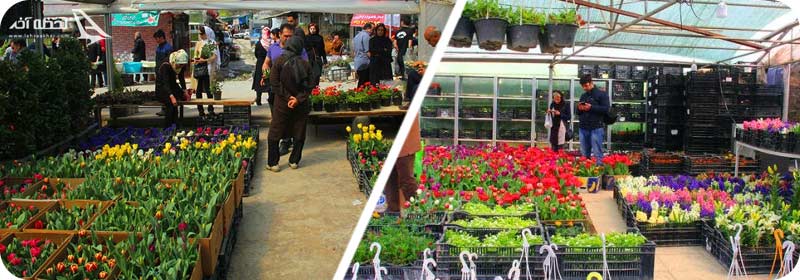 ساعت کار بازار گل محلاتی تهران کیه؟