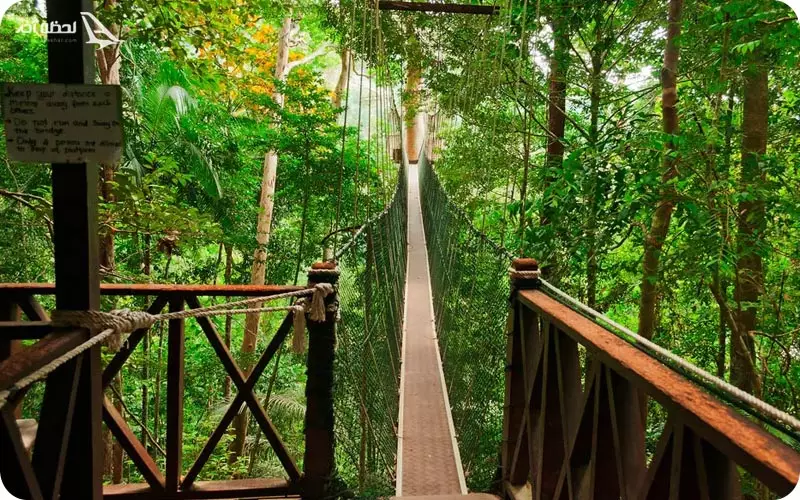 پل پارک ملی تامان