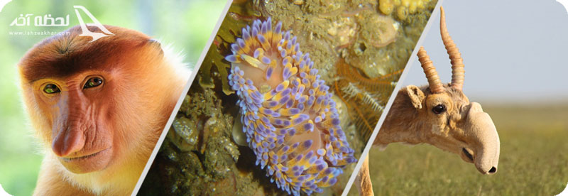 سایگا، میمون دماغ دراز و لیسه دریایی