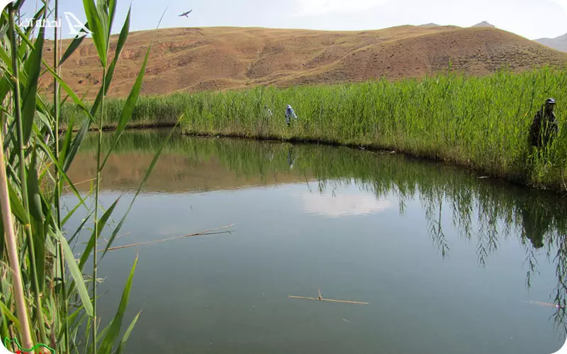 چمن متحرک بدرلو (چمن گلی)