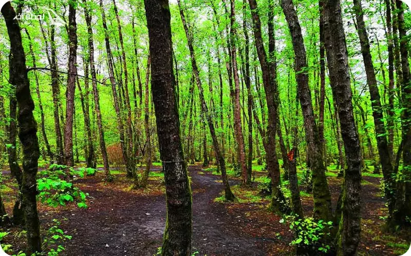 پارک جنگلی گیسوم 