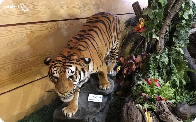 موزه طبیعت و حیات وحش دارآباد