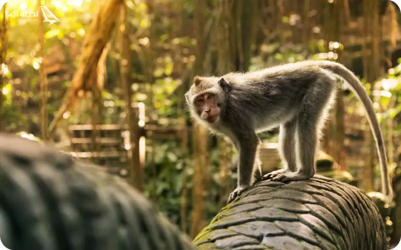 جنگل میمون ها