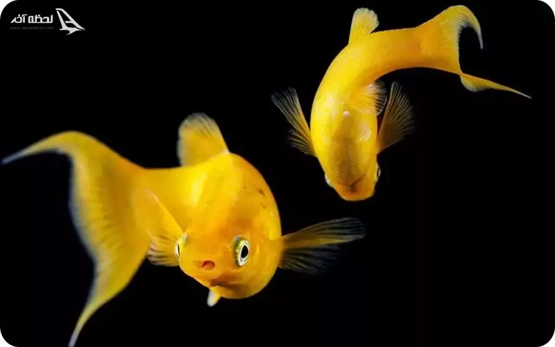 آکواریوم پروانه طلایی