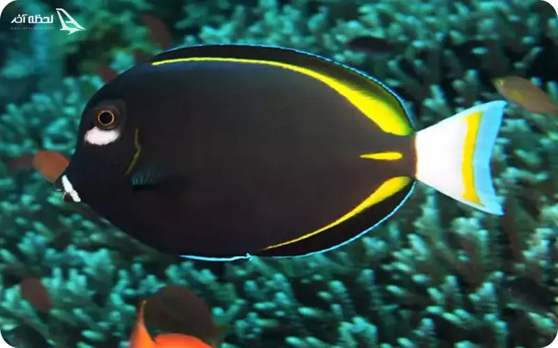  آکواریوم پروانه طلایی قشم 