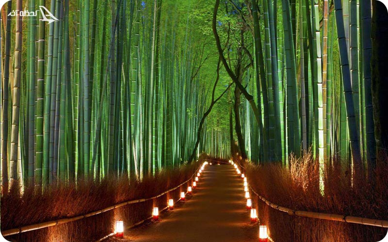 درختان بامبوی آراشیاما