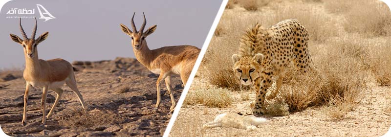 پارک ملی کویر