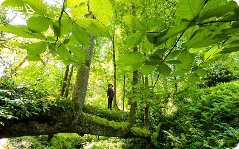 باغ گیاه شناسی ملی شهر باتومی: بهشتی در دنیای واقعی باغ گیاه شناسی باتومی