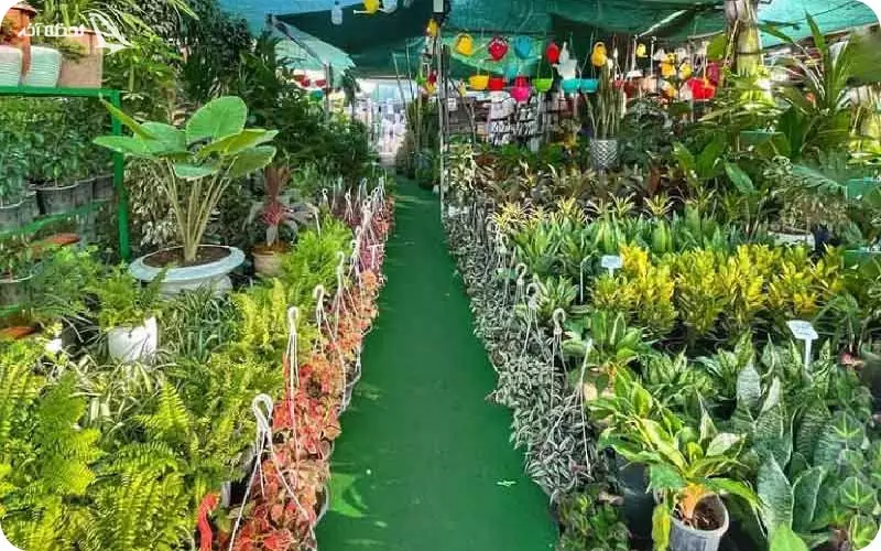 بازار گل محلاتی