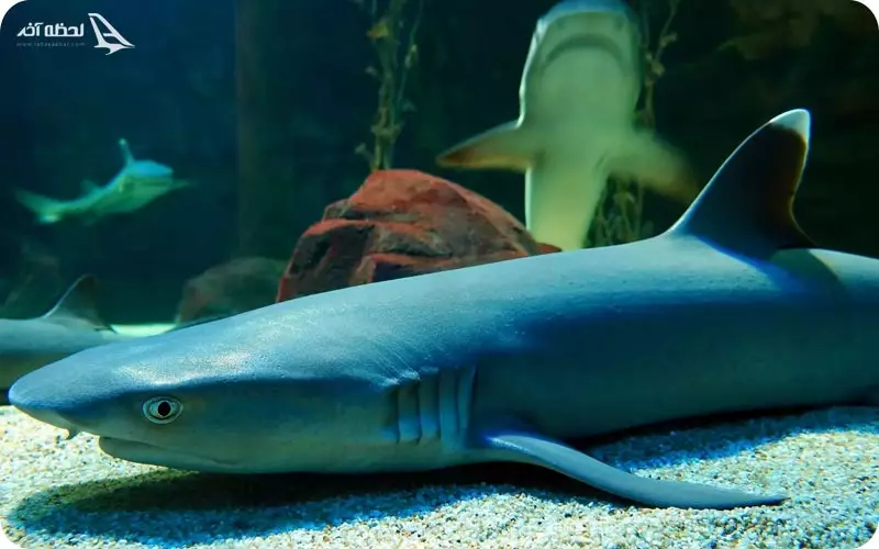 دنیای زیر آب لنکاوی