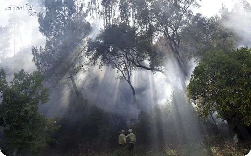 جنگل جیغ، عجیب ترین جنگل دنیا