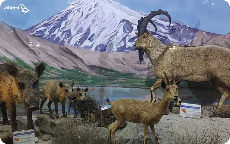 هشدار! در این پارک پیک نیک نکنید. پارک ملی خجیر؛ گردش بهاری در دل طبیعت