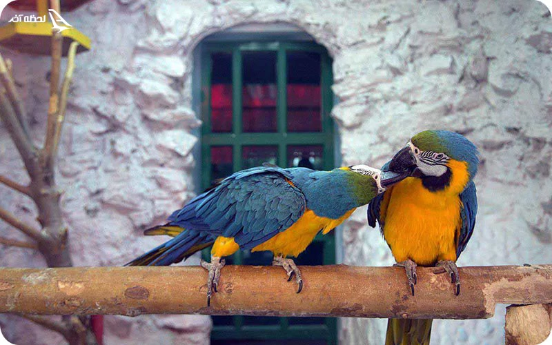 پارک پرندگان و خزندگان بالی پارک پرندگان و خزندگان بالی