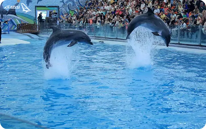 پارک دلفین آبی کیش 