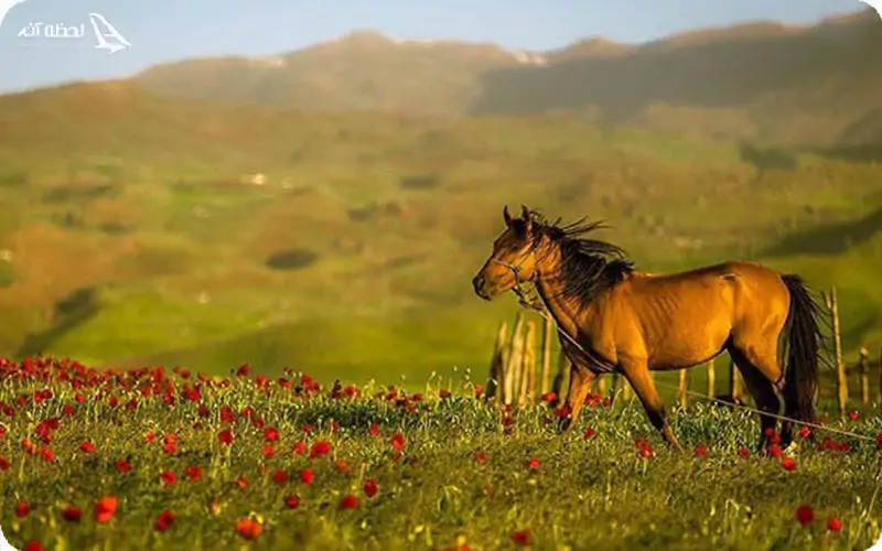 غذاهای محلی سوباتان و رستوران‌های آن