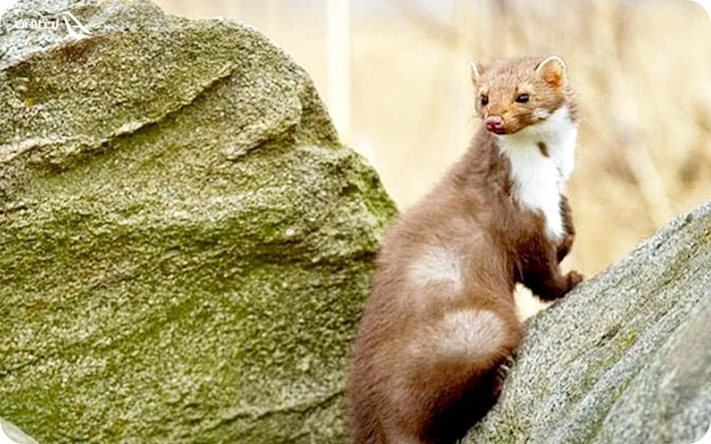 آب و هوا و بهترین زمان سفر به صومعه سرا آب و هوا و بهترین زمان سفر به صومعه سرا