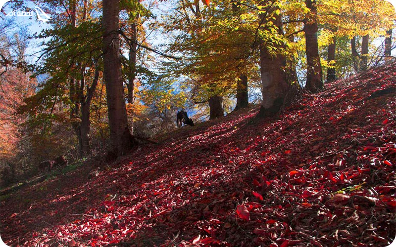 آب و هوای فیروزکوه