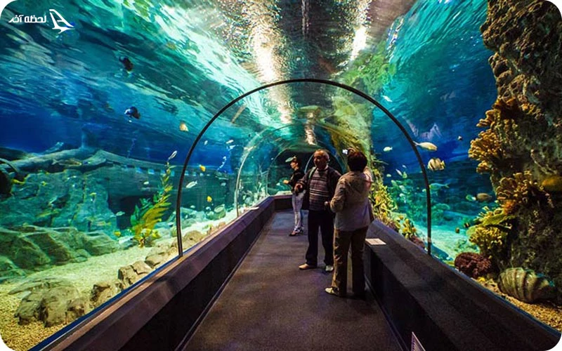آکواریوم دیسکاوری لند؛ یکی از بهترین جاذبه های دیدنی سوچی آکواریوم دیسکاوری لند ؛ ماجراجویی زیر آب