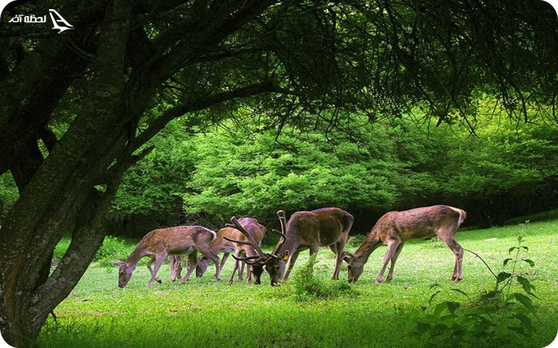 منطقه حفاظت شده آینالو منطقه حفاظت شده آینالو؛ تکهای از بهشت بر روی زمین