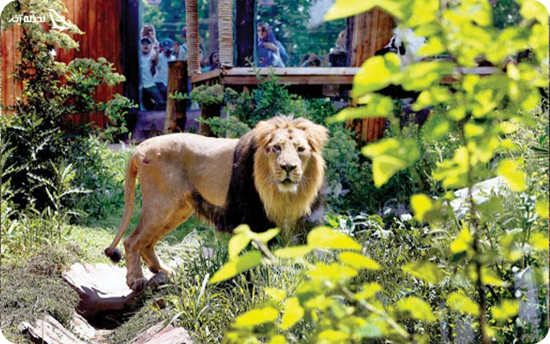 باغ‌وحش و شهربازی ارم؛ دنیای حیوانات و هیجان بازی‌ها