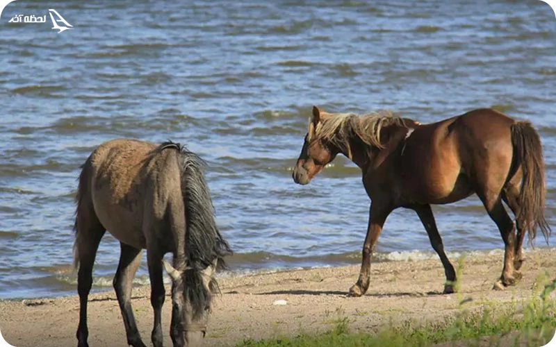 قایق‌رانی، اسب‌سواری و ماهیگیری