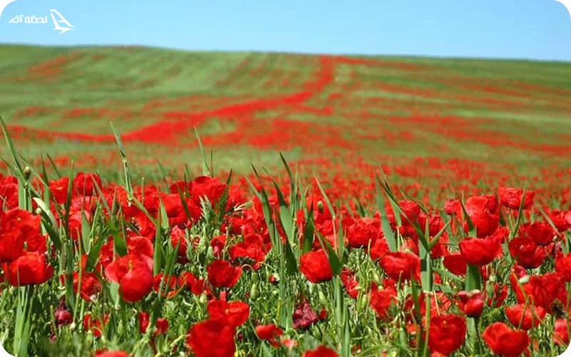 دشت سوسن ایذه دشت سوسن ایذه