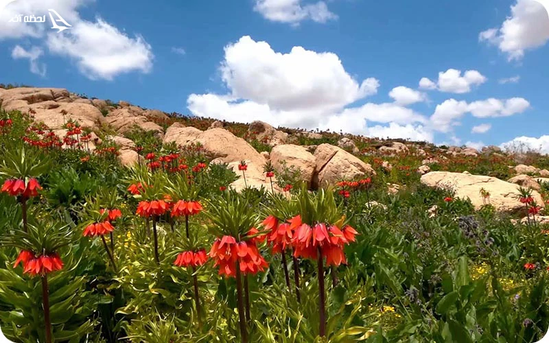 دشت لاله های واژگون ایران دشت لاله های واژگون