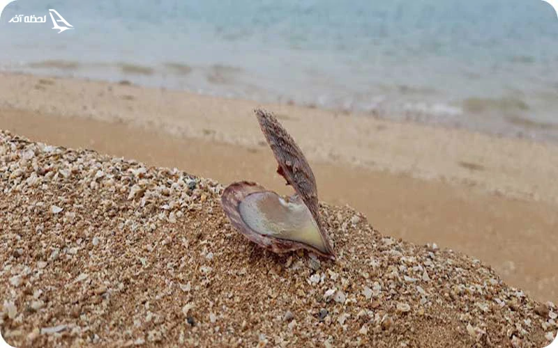 جزیره ام الکرم؛ زیستگاه هزاران پرنده