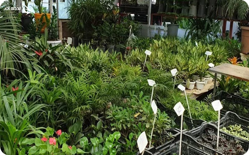 بازار گل شهید بابایی بازار گل شهید بابایی