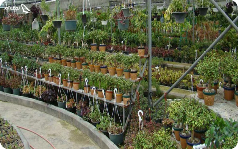 بازار گل غرب تهران  بازار گل غرب تهران