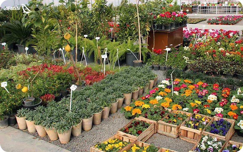 بازار گل محلاتی بازار گل محلاتی