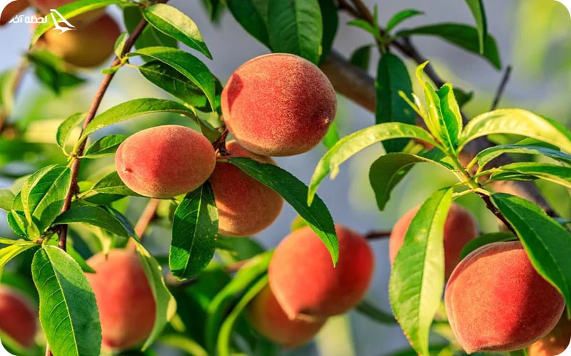 باغ‌های میوه؛ بهشتی از انواع میوه‌های خوشمزه