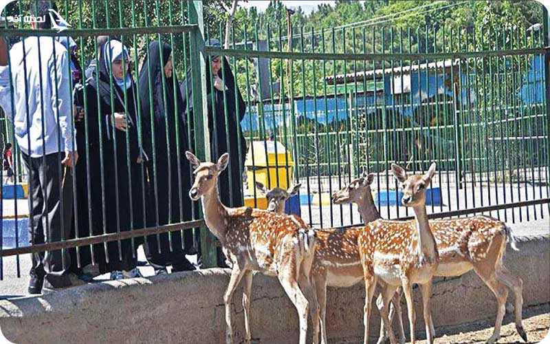 باغوحش وکیلآباد مشهد باغوحش وکیلآباد؛ تماشای حیوانات نادر