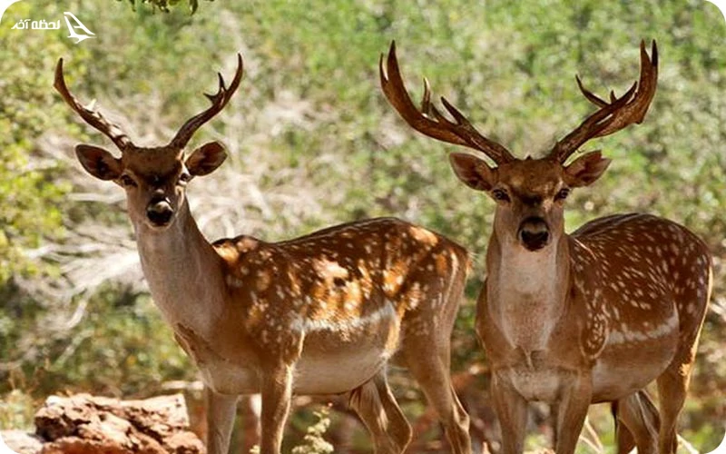 باغ وحش پارک ارم تهران باغ وحش پارک ارم تهران؛ تماشای حیوانات نادر و زیبا