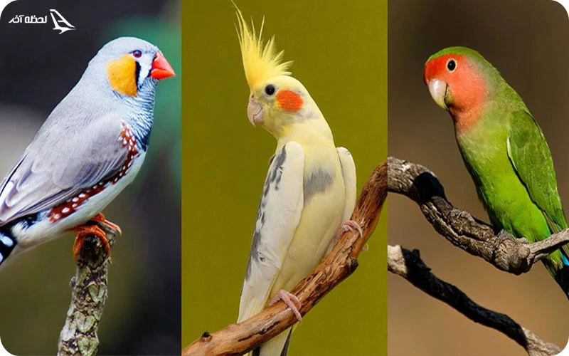 باغ پرندگان در باغ وحش دبی باغ پرندگان؛ تماشای پروازهایی بر فراز آسمان