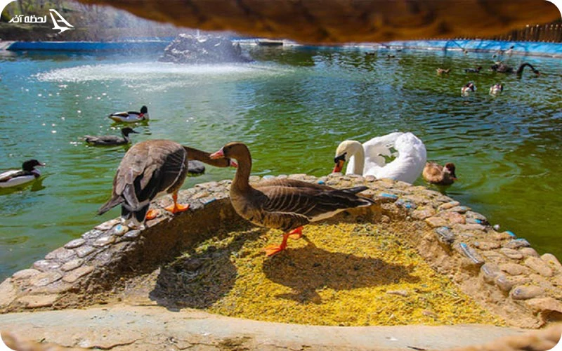 باغ پرندگان قم باغ پرندگان؛ مکانی برای تفریح با زیباترین پرندگان