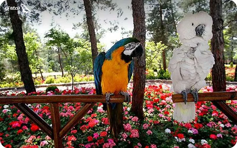 باغ پرندگان مشهد باغ پرندگان؛ بهشت حیاتوحش