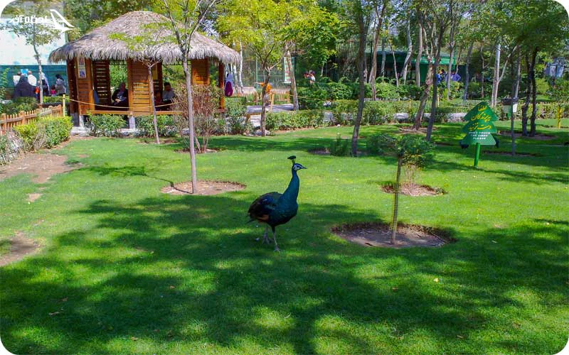 باغ پرندگان؛ دنیای رنگارنگ با صداهای دلنشین