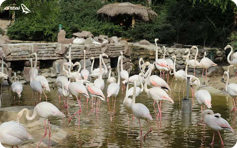 باغ پرندگان لویزان