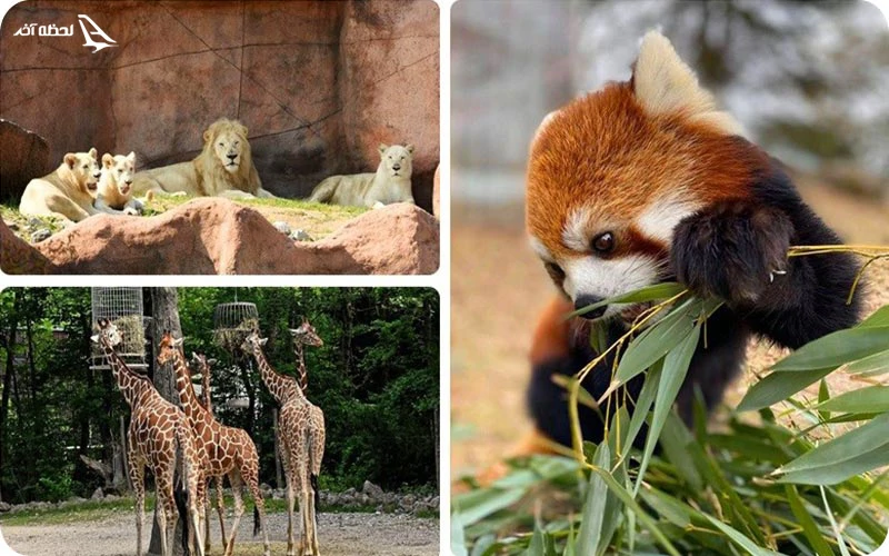 بخش استرالیا؛ زیستگاه شیطان های تاسمانی بخش استرالیا؛ زیستگاه شیطان های تاسمانی