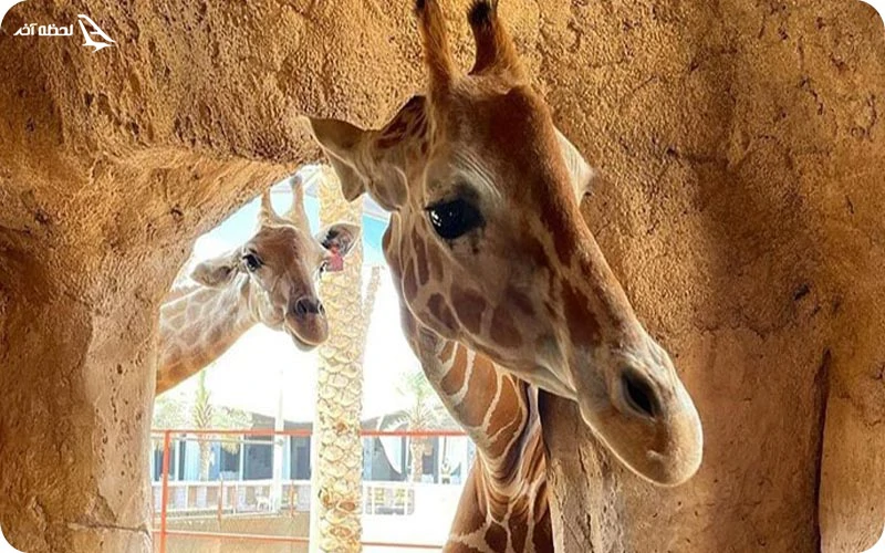 راهنمای خرید بلیت باغ وحش دبی بلیت باغ وحش دبی؛ راهنمای خرید بلیت