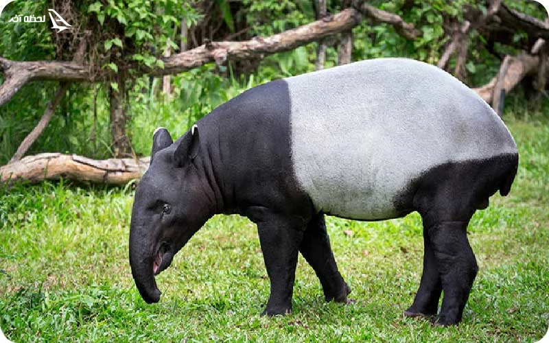 حفظ حیات وحش پارک تامان نگارا به حفظ حیات وحش کمک کنید