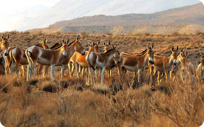 کویر بهادران یزد کویر بهادران؛ تجربه آرامش و سکوت