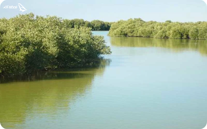 تالاب حله؛ بهشت گیاهان و پرندگان