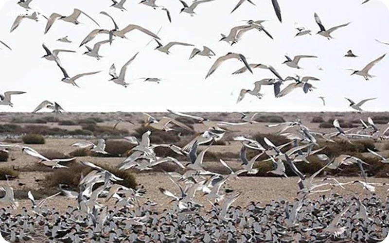 تالاب حله؛ مأمن پرندگان مهاجر تالاب حله